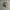 VANS AUTENTIC CHECKERBOARD BLACK WHITE photo 2