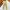 CHINO PANTS MUSINSA STANDARD KHAKI SIZE 31 photo 6