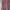Elsie in rosewater - Outer Kebaya Premium Bunga photo 4