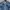 DENIM JACKET - DENIM & CO BLUE (Original)
