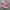 Converse Chuck Taylor All Star 70S OX Low Pink Egret photo 1