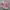 Converse Chuck Taylor All Star 70S OX Low Pink Egret