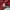 Missoni Y2K T-shirt Wanita burgundy photo 5