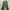 Culottes Green photo 2