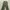 Culottes Green