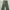 Culottes Green photo 1