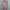 Daster Pink photo 1