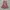 vintage pink red black floral midi skirt with ruffles photo 1