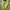 Crop Top - Yellow Lime photo 4