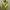 Crop Top - Yellow Lime photo 2
