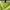 Crop Top - Yellow Lime photo 5