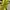 Crop Top - Yellow Lime photo 1