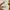 T shirt Fp Fred perry Tapped Gold photo 8