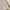 T shirt Fp Fred perry Tapped Gold photo 6
