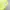 T-shirt MLB Cleveland Indians Color Lime photo 5