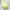 T-shirt MLB Cleveland Indians Color Lime photo 1