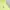 T-shirt MLB Cleveland Indians Color Lime photo 4