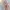 Peach Lilac Floral Wrap Dress Sifon Korea| Brand Clovis