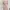 Peach Lilac Floral Wrap Dress Sifon Korea| Brand Clovis photo 1