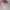 Jaket Descente Original – Koleksi Fashion Winter Langka photo 2