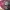 Flatshoes Pita Vintage Burgundy Maroon photo 2