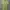Polo Ralph Lauren Green photo 1