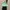 Pomelo Ruffle Green Top