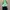 Pomelo Ruffle Green Top photo 5