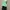 Pomelo Ruffle Green Top photo 4