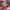 Timberland barbie pink photo 6