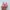 On Running Cloudtilt x Loewe Wild Rose photo 3