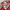 CocaCola - Graphic Shirt photo 3