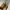 Jessica 35 lizard leather photo 3