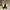 Jessica 35 lizard leather photo 5