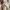 Vintage Jack Nicklaus Cotton Beige Long Polo Shirts photo 6