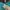 Tanktop Colorbox Tosca