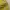 Pancoat Streetwear Sportswear Short Pria yellow photo 5
