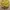 Pancoat Streetwear Sportswear Short Pria yellow photo 2