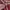 Lancel Red Leather French Flair Tote photo 3
