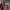FURLA ( AUTHENTIC )  photo 10