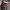 FURLA ( AUTHENTIC )  photo 4