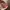 topi von dutch pink photo 4