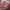 topi von dutch pink photo 3