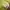 Nerdy Streetwear Casual T-shirt Pria yellow photo 5