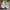 Vans mooneyes authentic  photo 1