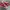 Converse Chuck Taylor All Star 70S High Red Ivory photo 1