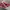 Converse Chuck Taylor All Star 70S High Red Ivory