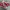 Converse Chuck Taylor All Star 70S High Red Ivory photo 1