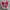 Converse Chuck Taylor All Star 70S High Red Ivory photo 2