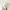 Broken White Knit Jaring Skirt Belt GU Uniqlo photo 4